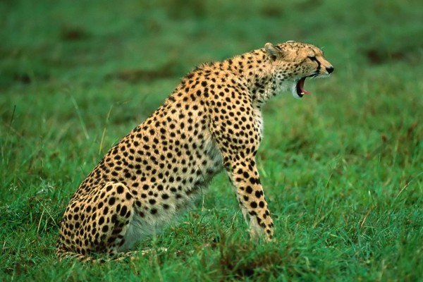 Un guepardo bostezando sobre la hierba