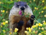 Una marmota oliendo una flor