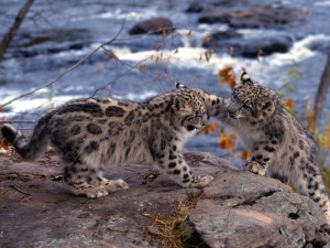 Pequeños leopardos de las nieves jugando en las rocas