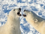 Osos polares enfrentados