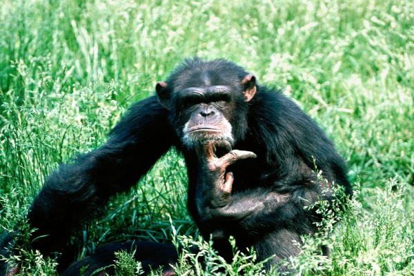 Un chimpancé pensativo