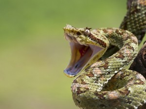 Una serpiente con la boca abierta lista para atacar a su presa