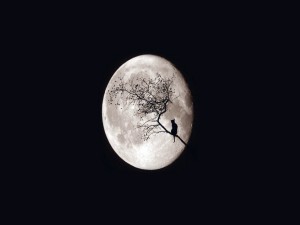 Gato en una rama observando la gran luna