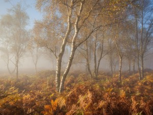Postal: Bosque en otoño con niebla
