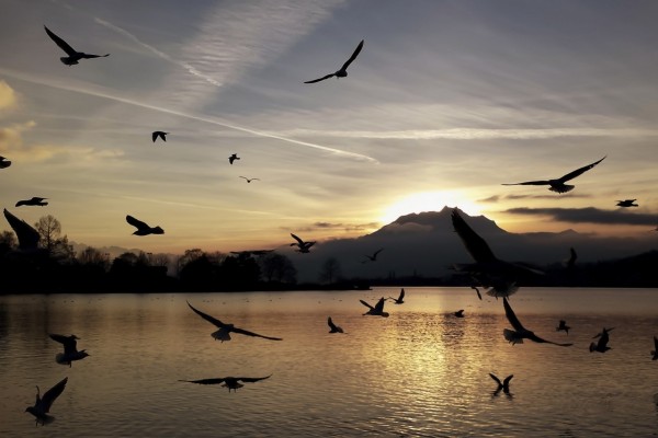 Gaviotas volando sobre el agua a la entrada del sol