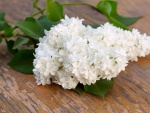 Un rama de lilas blancas