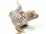 Un curioso gecko tokay