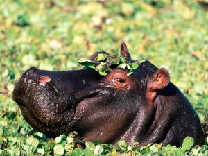 Hipopótamo entre hojas verdes