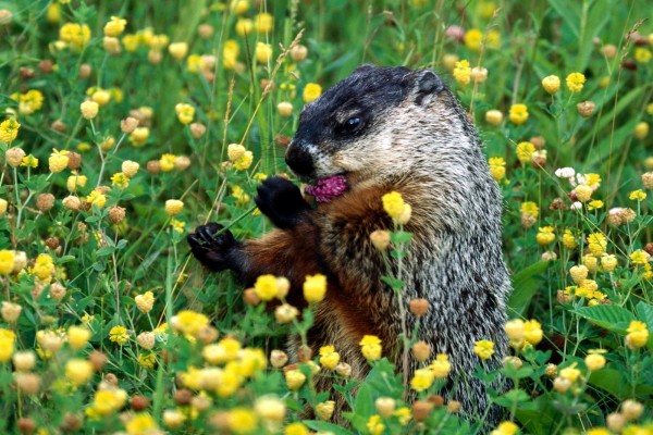 Una marmota comiendo una flor morada