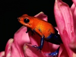 Una rana naranja y azul sobre una flor rosa