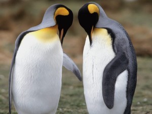Postal: Dos pingüinos rey