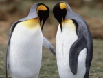 Dos pingüinos rey