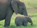 Un pequeño elefante comiendo hierba junto a su madre