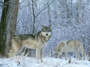 Postal: Dos lobos en la nieve