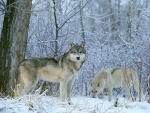 Dos lobos en la nieve