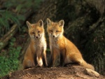 Dos jóvenes zorros rojos