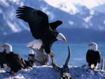 Un grupo de águilas calvas