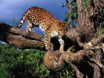 Leopardo sobre un gran árbol