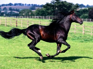 Un hermoso caballo español corriendo en la hierba
