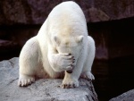 Oso polar tapándose la cara con la zarpa