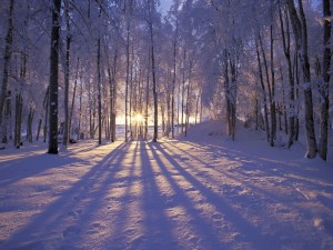 El sol entre los árboles calentando la nieve