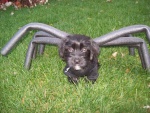 Un perro disfrazado de araña