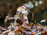 Cachorro de león jugando entre las hojas otoñales