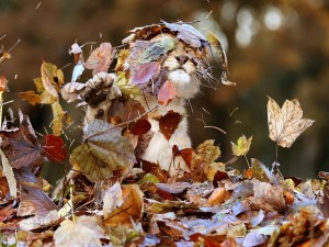 Pequeño león cubierto de hojas otoñales