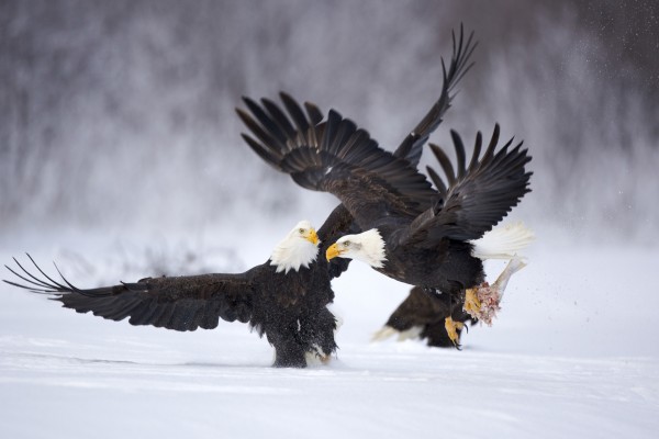 Dos águilas peleando en la nieve