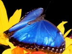 Gran mariposa azul sobre una flor amarilla