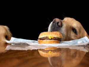 Postal: Perro comiéndose la hamburguesa
