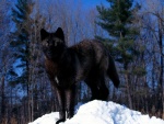 Un lobo negro en la nieve