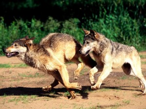 Dos lobos corriendo
