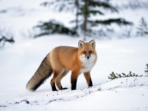 Postal: Un gran zorro sobre la nieve