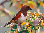 Un pájaro sobre una rama con hojas y flores