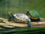 Dos tortugas sobre un tronco