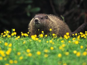 Postal: Una marmota entre flores amarillas