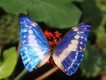 Mariposa con alas azules brillantes