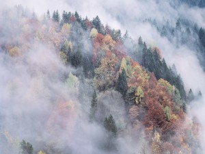 Bosque en otoño cubierto de niebla
