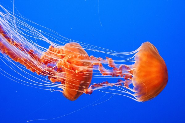 Bellas medusas en el mar