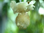 Una extraña flor blanca