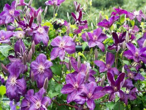 Un conjunto de bellas flores color púrpura