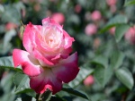 Una delicada y perfumada rosa con pétalos rosa y centro blanco