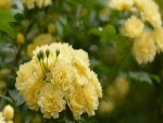Flores amarillas en la planta