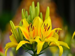 Pimpollos y flores de lilium amarillos