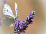 Una mariposa blanca sobre una ramita con flores
