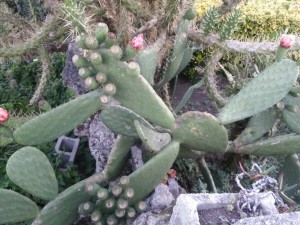 Postal: Piedras entre los cactus