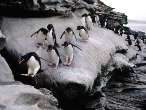 Postal: Colonia de pingüinos de penacho amarillo