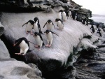 Colonia de pingüinos de penacho amarillo