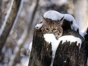 Postal: Un gato montés dentro de un tronco nevado